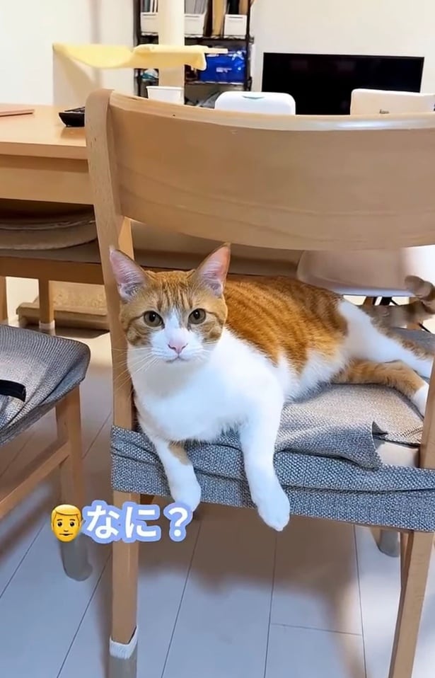 飼い主さんに声をかけられるちくわくん▶何度も「ニャ」と呼びかけると…（⇒次へ）