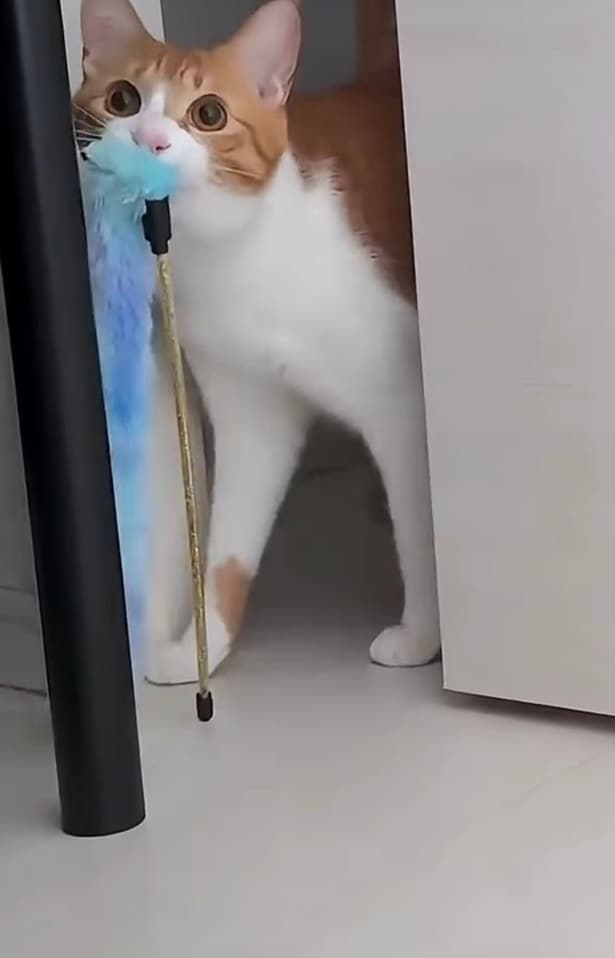 またおもちゃを持ってきた▶まるで人間！？（⇒次へ）