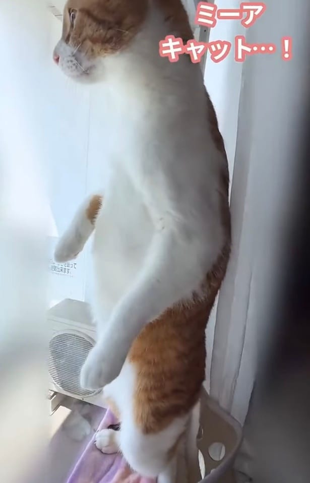 窓際に立ち、外の鳥をじっと見つめる▶小さな子どもみたい（⇒次へ）