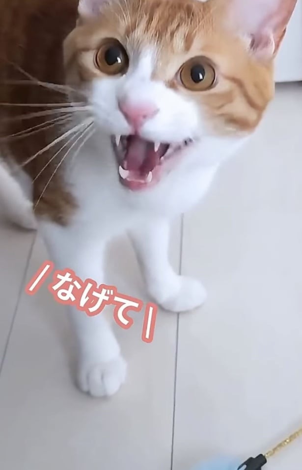 「おもちゃ投げて〜！」▶投げてもらい、取りに行くと…（⇒次へ）