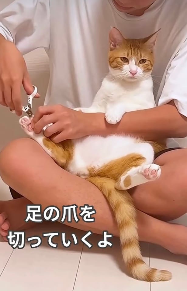 おとなしく爪を切ってもらっている▶（次画像から猫と過ごすクスッと笑えるエピソードが満載の『夜は猫といっしょ5』が読めます）