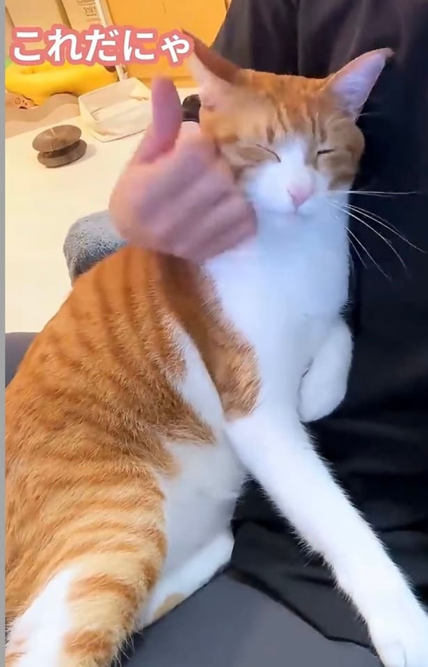 飼い主さんの膝の上でなでなでタイム▶おもちゃで遊ぶのも好き（⇒次へ）