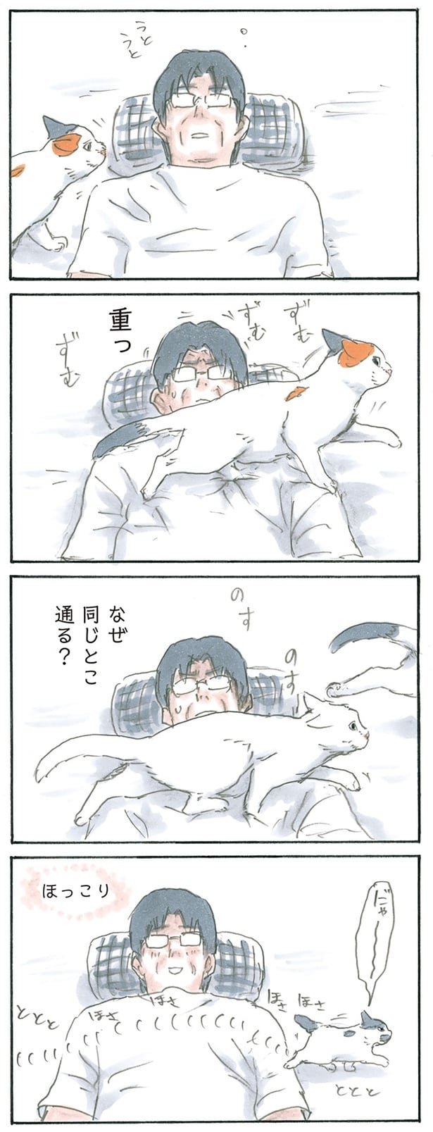 猫通ります
