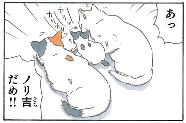 「あっ、ダメ!」家に来たばかりの子猫から目が離せないお母さん