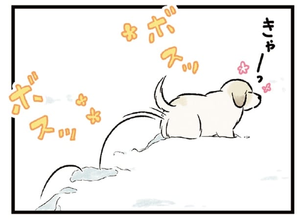 真っ白な雪にテンション爆上がり！ お散歩中の犬たちが可愛すぎる
