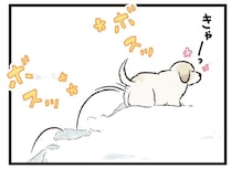 真っ白な雪にテンション爆上がり！ お散歩中の犬たちが可愛すぎる