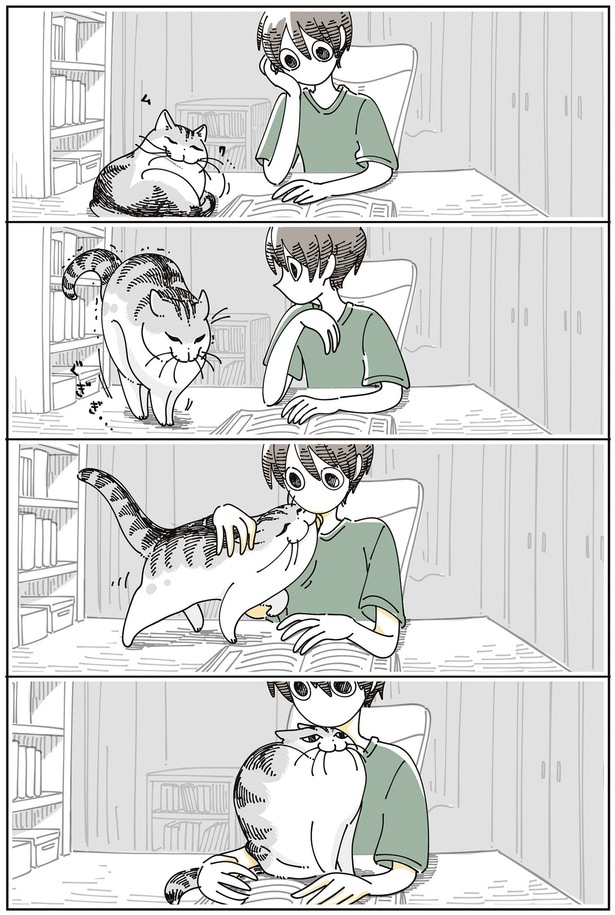 入り込んでくる猫