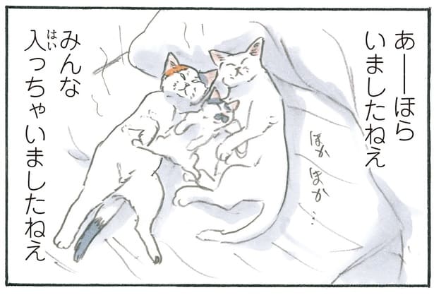 みんな入っちゃう！ 猫の作った「巣穴」で見られる幸せな光景