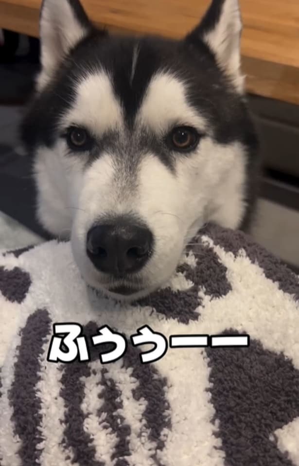 “おもちくん”の鳴き声に似ている弟分“おこめくん”▶雪が積もると起こる現象とは（⇒次へ）