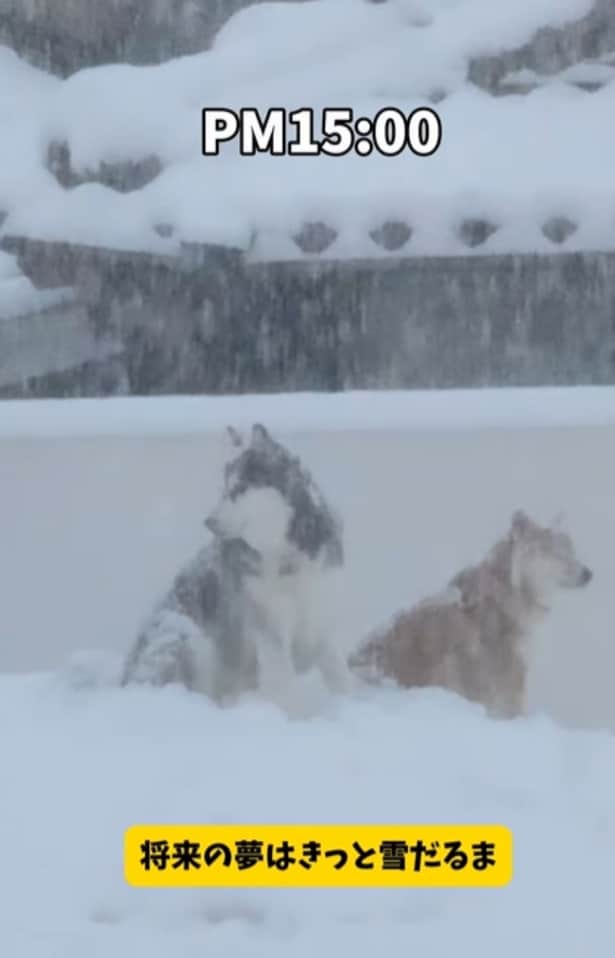 大雪の中たたずむ2匹▶ハスキーの遊びが凄すぎる（⇒次へ）