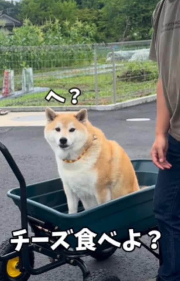 チーズ食べよ？と言われてあっさりカートを降りる▶お兄ちゃんの真似をして…（⇒次へ）