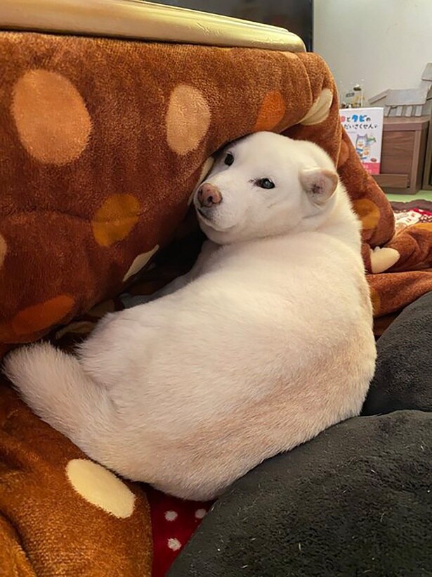 チラリ▶かまぼこを前に…（⇒次へ）