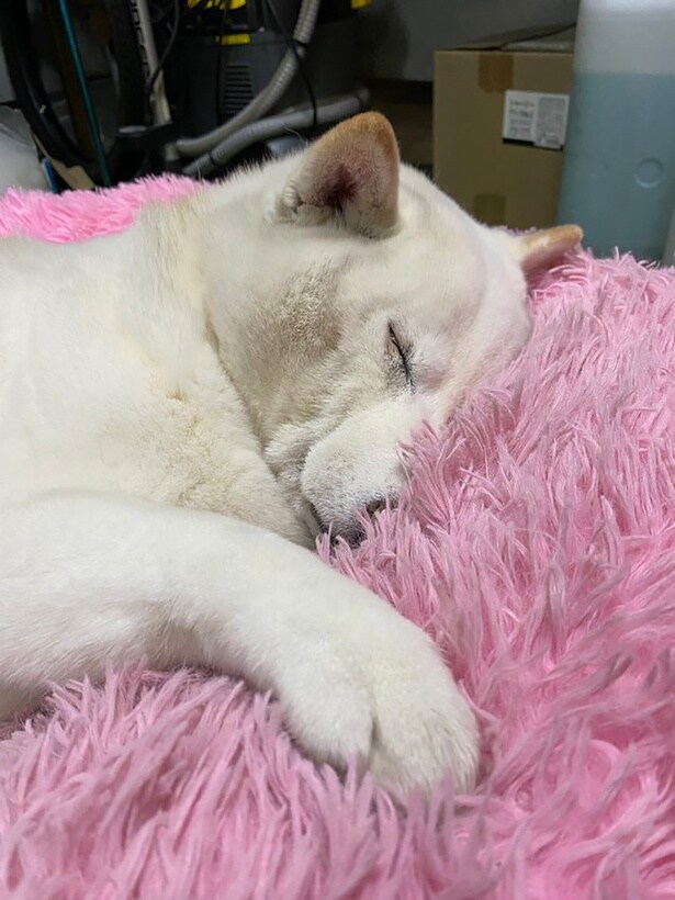 すやすや眠るまつちゃん▶ここが温かいんよ（⇒次へ）