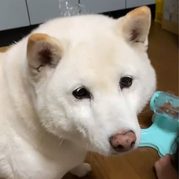 「あれ？ご飯出てこないよ？」給餌器と奮闘する柴犬がとった行動に…「そこはボタンじゃないよ」「困った顔かわいい！」