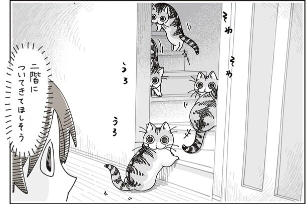 そわそわ猫
