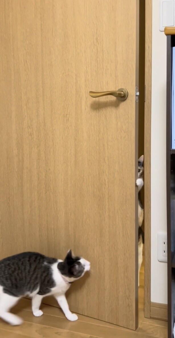すかさず前足でドアを押す▶次の瞬間…！（⇒次へ）