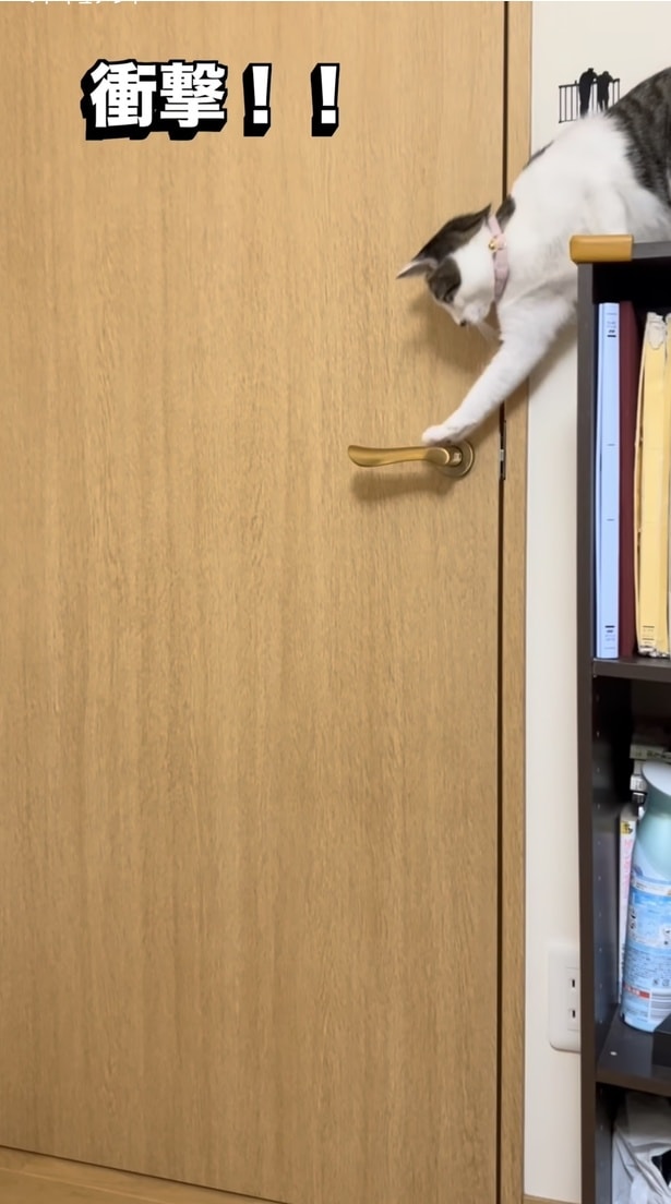 ドアノブに前足をかける猫ちゃん（⇒次へ）