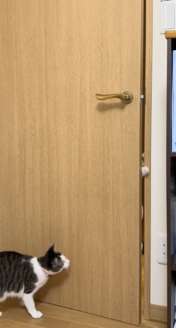 隙間からもう1匹の猫ちゃんがひょっこり▶中をのぞき込むと…（⇒次へ）