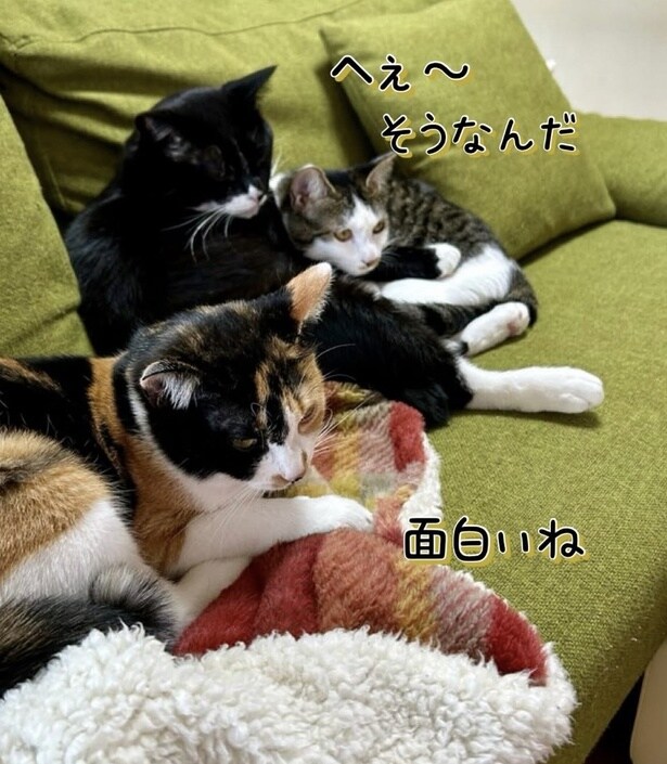 決まった時間になると、ニャーニャー合唱する▶（次画像から「猫あるある」エピソードが満載の『レオとシロウのドタバタ猫日記』が読めます）