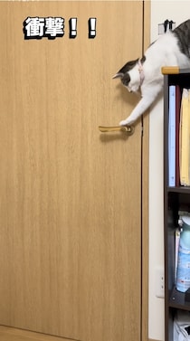 「頭良すぎる…」2匹の猫が協力してドアを開ける“神ワザ連係プレー”