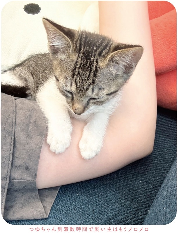 飼い主はもうメロメロ