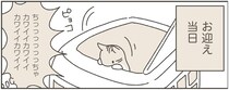 保護ねこちゃんお迎え初日。気をつけることは？