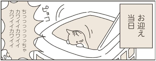 保護ねこちゃんお迎え初日。気をつけることは？