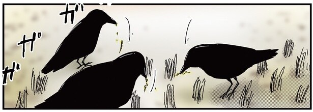 地面をつつくカラスたち