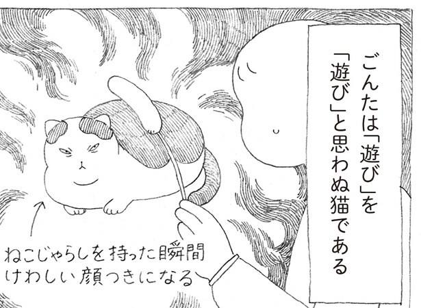 猫じゃらしを狙う殺し屋のような目をした猫!しかしすぐバテる