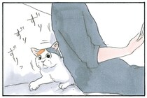 すき間を見つければ埋まりに参る！ 猫たちの謎の使命感の話