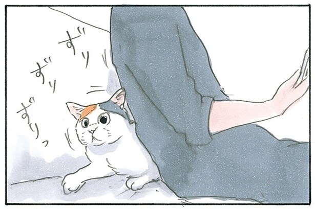すき間を見つければ埋まりに参る！ 猫たちの謎の使命感の話