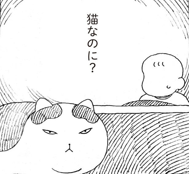 猫なのに?こたつが嫌いですぐに出てくる元野良猫