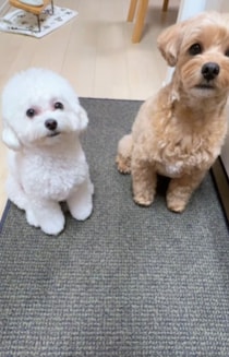 【2.5万いいね】お兄ちゃんの真似をしたいのに…！技の披露ができない妹マルプーがとった行動