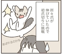 あばれるのかな？ねこの初爪切りにドキドキしながら挑戦！