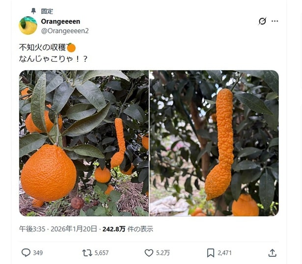 なんじゃこりゃ！▶︎丸い不知火に加えて…？（⇒次へ）