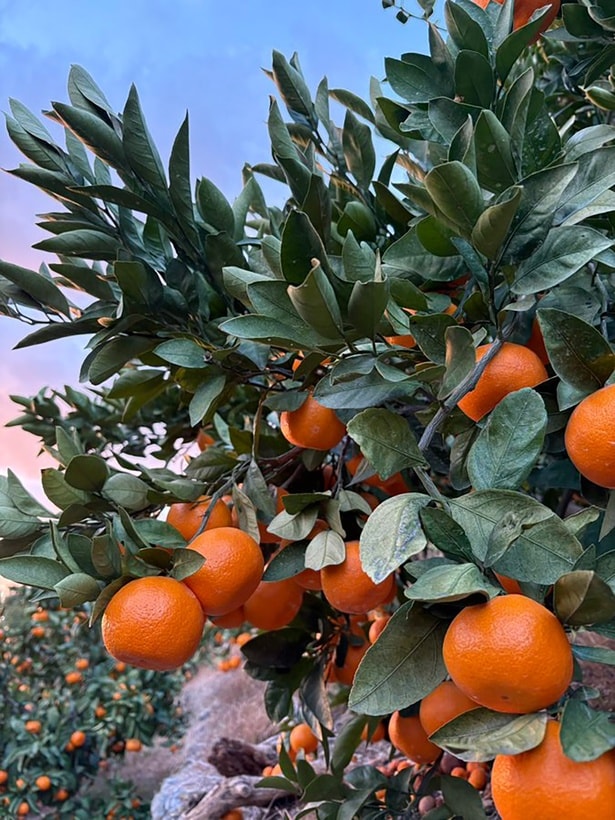 まん丸で身が詰まっていてとっても美味しそうです！▶︎ちょっとノスタルジーを感じます（⇒次へ）