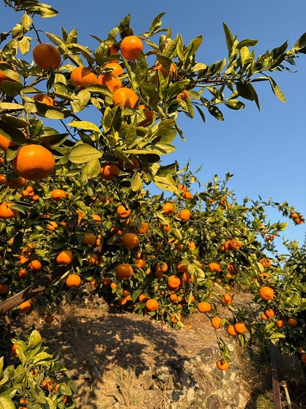 夕日に照らさて燃えるような橙色に…▶︎（次画像から節約にもぴったり！今日から作ってみたくなる旬の野菜1週間使い切りレシピが満載な『おひとりさまのあったか1ヶ月食費2万円生活　四季の野菜レシピ』が読めます）