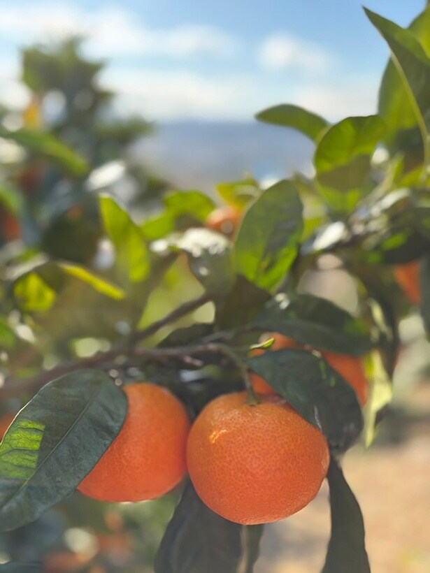 つややかな有田みかん▶︎収穫風景（⇒次へ）