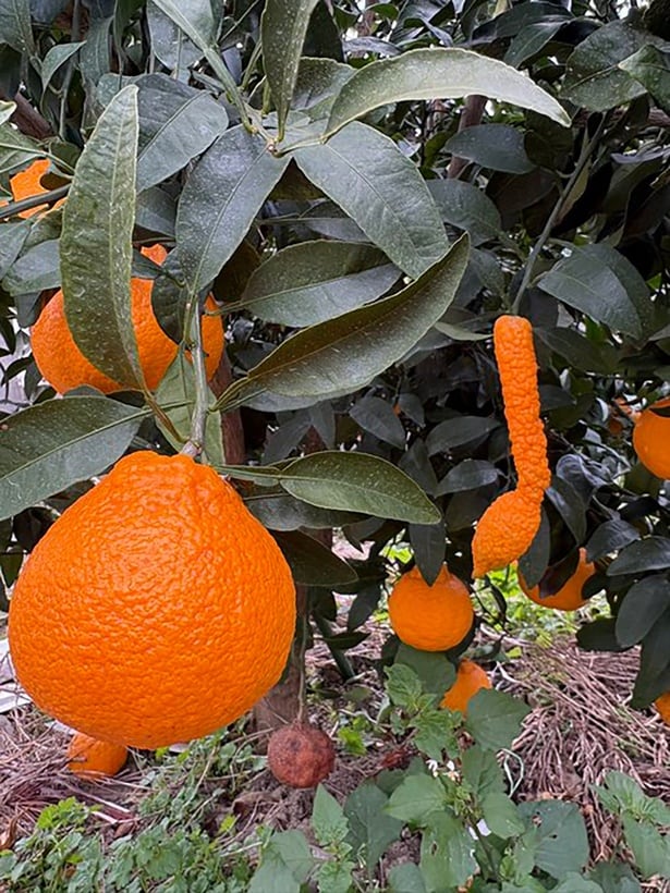 縦に伸びてるものが!?▶︎まるで音符（⇒次へ）