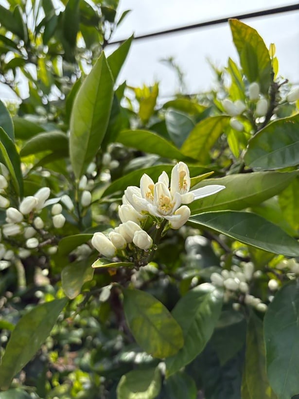 とてもかわいいみかんの花▶︎これは…野菜？（⇒次へ）