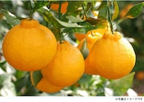 「なんじゃこりゃ!?」収穫しようとしたら…？不思議な形に「音符みたい」「前世は音楽家？」