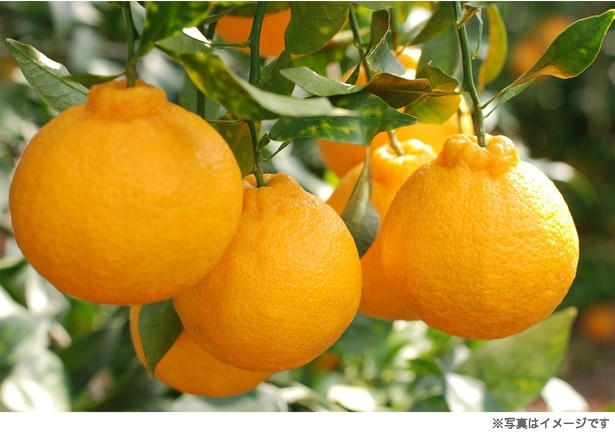 「なんじゃこりゃ!?」収穫しようとしたら…？不思議な形に「音符みたい」「前世は音楽家？」