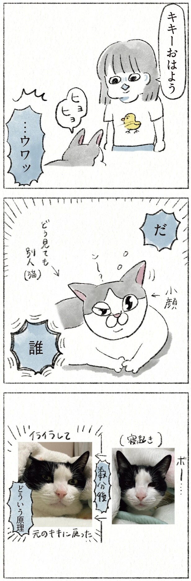 どう見ても別人（猫）