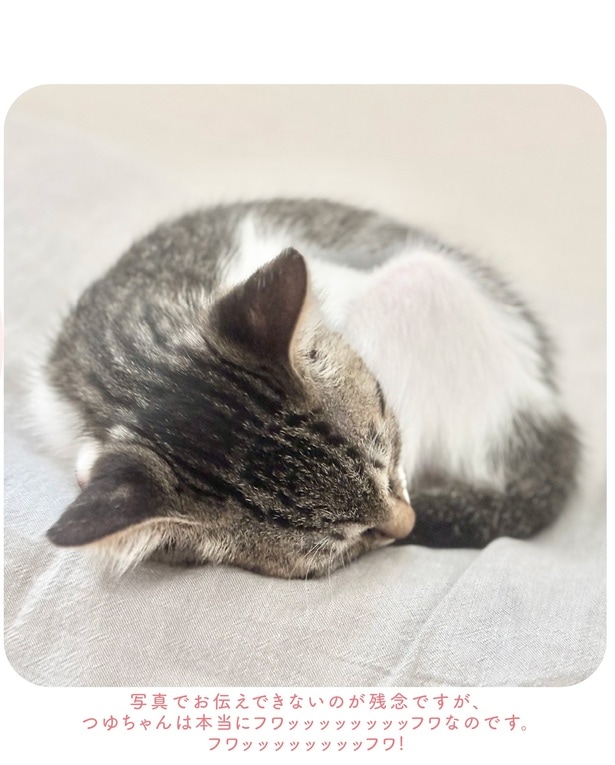 写真ではお伝えできないのが残念ですが