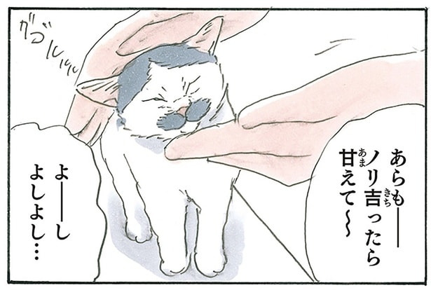 子猫が甘えてきてたまらん！ けれど、足元には戦略を抱えた二匹の猫が