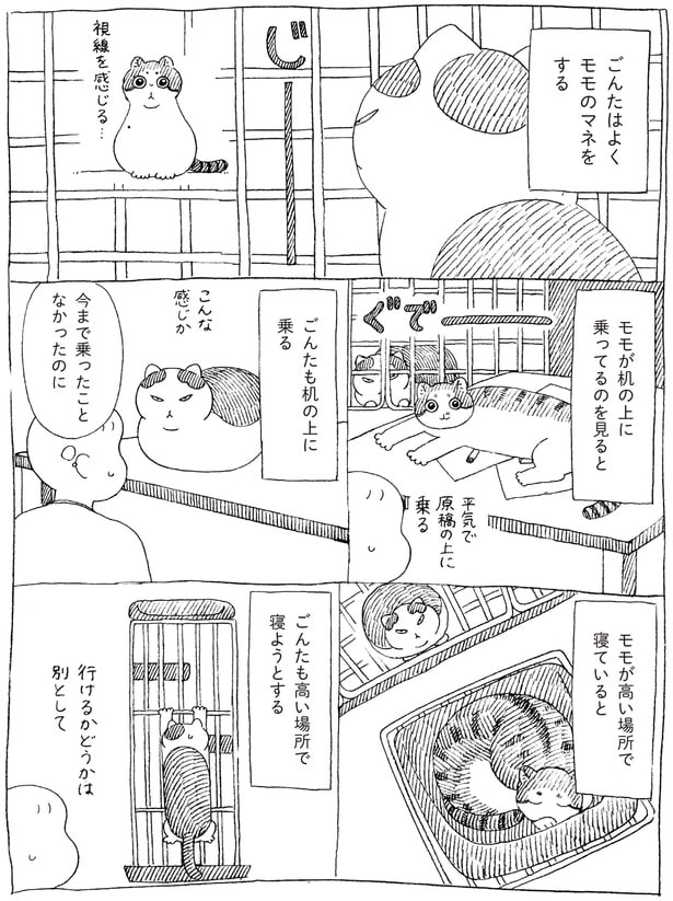 ごんたはよくモモのマネをする