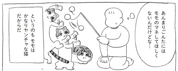 新入り猫は真似て欲しくない！やんちゃざかりの先住猫