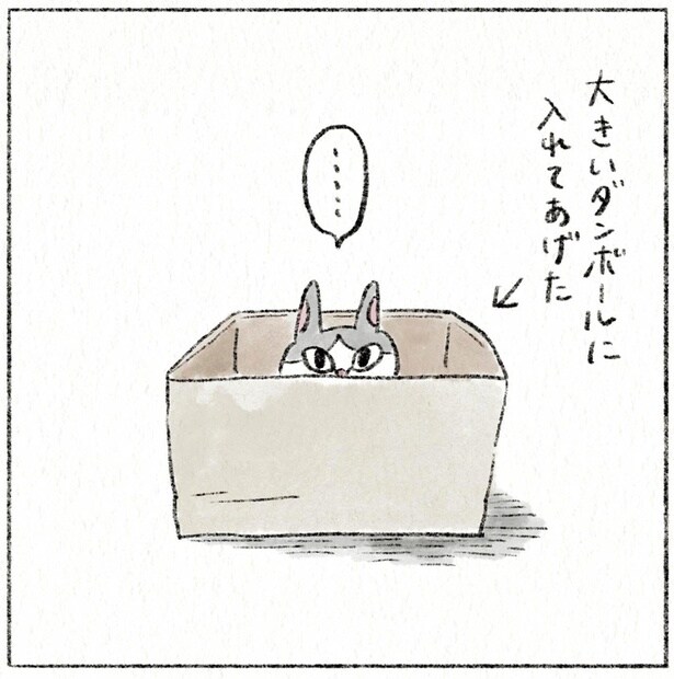 大きいダンボールに入れてあげた