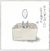 ダンボールが好きな実家猫。大きいサイズに変えてみたら？