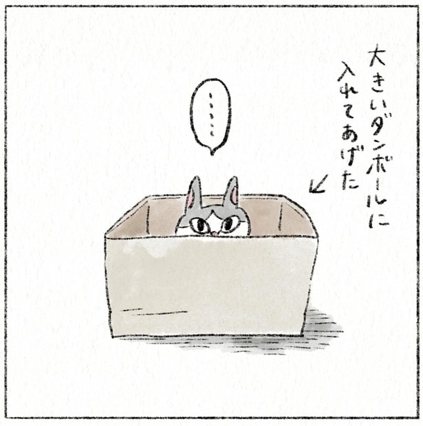 ダンボールが好きな実家猫。大きいサイズに変えてみたら？